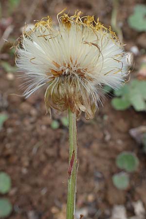 Tussilago farfara / Colt's-Foot, D Odenwald, B&auml;rsbach 12.5.2021