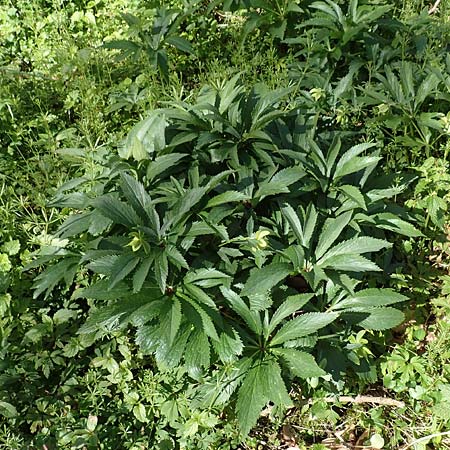 Helleborus viridis subsp. occidentalis \ Westliche Gr�ne Nieswurz / Western Green Hellebore, D Korschenbroich-Neersbroich 23.4.2017