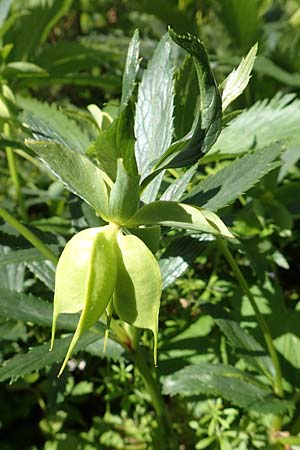 Helleborus viridis subsp. occidentalis \ Westliche Gr�ne Nieswurz / Western Green Hellebore, D Korschenbroich-Neersbroich 23.4.2017