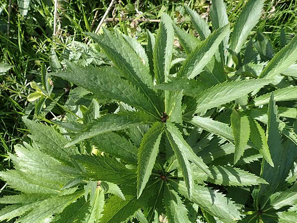 Helleborus viridis subsp. occidentalis \ Westliche Gr�ne Nieswurz / Western Green Hellebore, D Korschenbroich-Neersbroich 23.4.2017