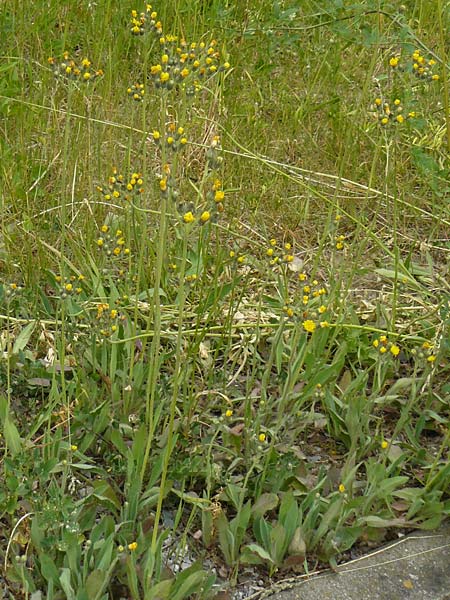 Hieracium walteri-langii / Walter Lang's Hawkweed, D Gundersheim 24.5.2015