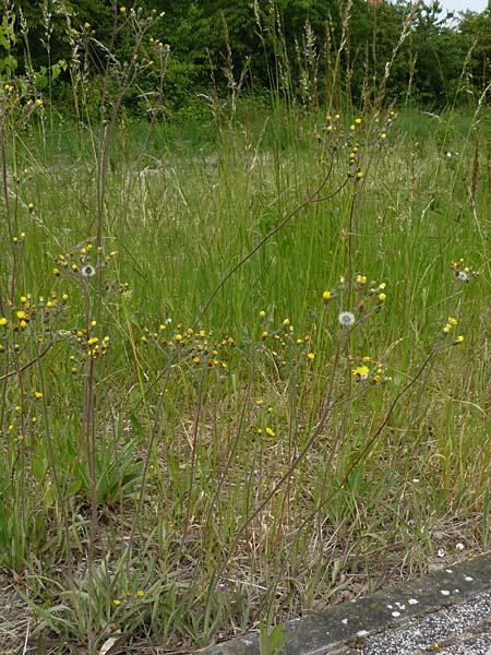 Hieracium walteri-langii / Walter Lang's Hawkweed, D Gundersheim 24.5.2015