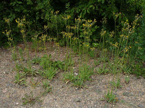 Hieracium walteri-langii / Walter Lang's Hawkweed, D Gundersheim 24.5.2015
