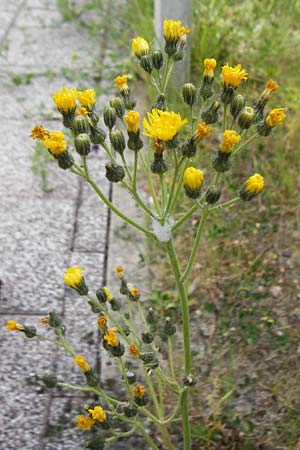 Hieracium walteri-langii / Walter Lang's Hawkweed, D Gundersheim 24.5.2015