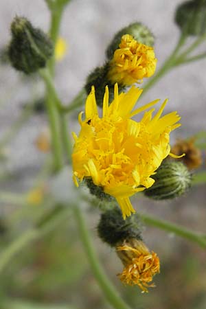 Hieracium walteri-langii / Walter Lang's Hawkweed, D Gundersheim 24.5.2015