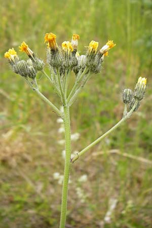 Hieracium walteri-langii / Walter Lang's Hawkweed, D Gundersheim 24.5.2015