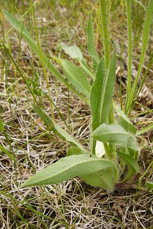 Hieracium walteri-langii / Walter Lang's Hawkweed, D Gundersheim 24.5.2015