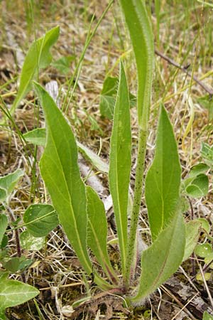 Hieracium walteri-langii / Walter Lang's Hawkweed, D Gundersheim 24.5.2015