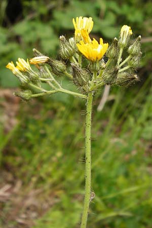 Hieracium walteri-langii / Walter Lang's Hawkweed, D Gundersheim 24.5.2015