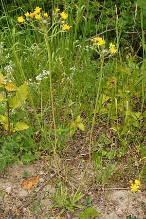 Hieracium walteri-langii / Walter Lang's Hawkweed, D Gundersheim 24.5.2015