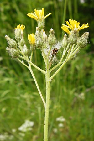 Hieracium walteri-langii / Walter Lang's Hawkweed, D Gundersheim 24.5.2015