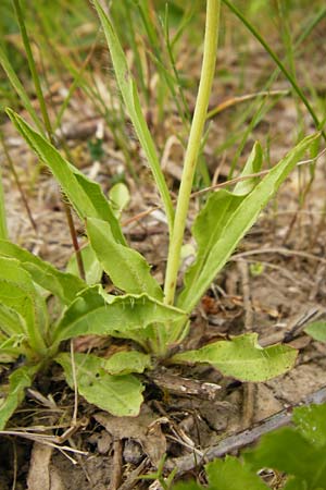 Hieracium walteri-langii / Walter Lang's Hawkweed, D Gundersheim 24.5.2015