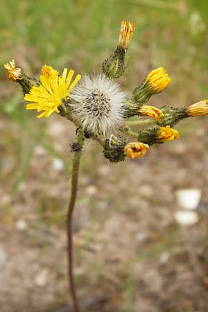 Hieracium walteri-langii / Walter Lang's Hawkweed, D Gundersheim 24.5.2015