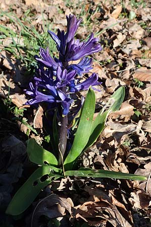 Hyacinthus orientalis, Garden Hyacinth