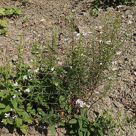 Iberis linifolia subsp. boppardensis \ Bopparder Schleifenblume, D Boppard 9.7.2018