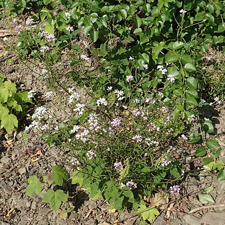 Iberis linifolia subsp. boppardensis \ Bopparder Schleifenblume, D Boppard 9.7.2018