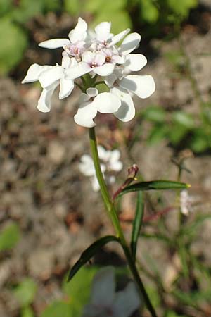 Iberis linifolia subsp. boppardensis \ Bopparder Schleifenblume, D Boppard 9.7.2018