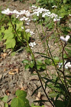 Iberis linifolia subsp. boppardensis \ Bopparder Schleifenblume, D Boppard 9.7.2018