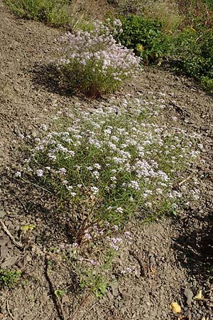 Iberis linifolia subsp. boppardensis \ Bopparder Schleifenblume, D Boppard 9.7.2018