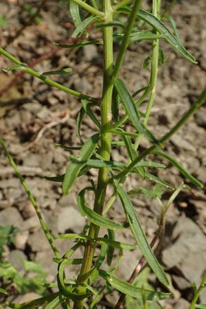 Iberis linifolia subsp. boppardensis \ Bopparder Schleifenblume, D Boppard 9.7.2018