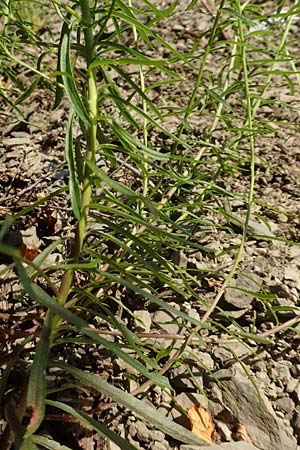 Iberis linifolia subsp. boppardensis \ Bopparder Schleifenblume, D Boppard 9.7.2018