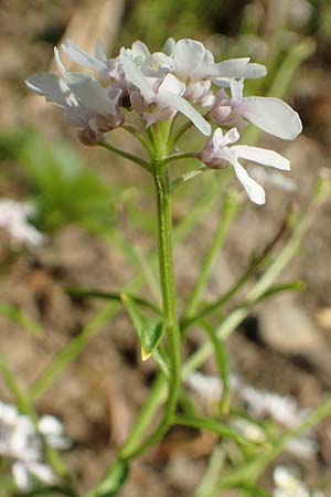 Iberis linifolia subsp. boppardensis \ Bopparder Schleifenblume, D Boppard 9.7.2018
