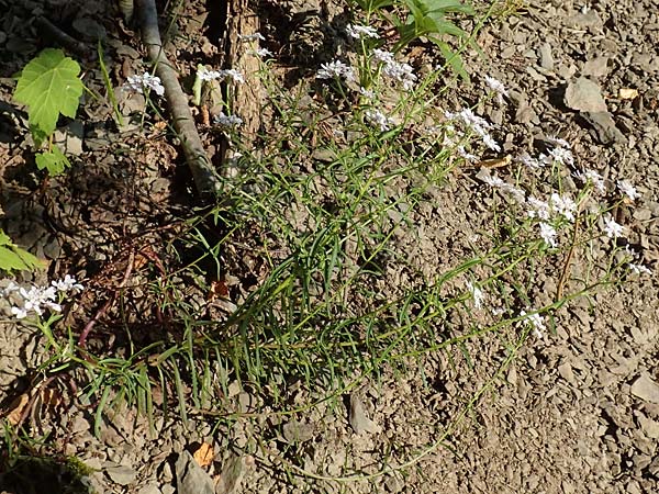 Iberis linifolia subsp. boppardensis \ Bopparder Schleifenblume, D Boppard 9.7.2018