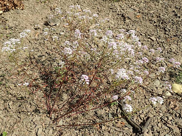 Iberis linifolia subsp. boppardensis \ Bopparder Schleifenblume, D Boppard 9.7.2018