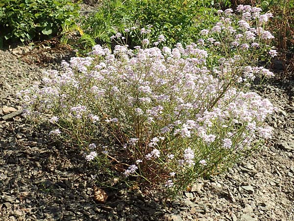 Iberis linifolia subsp. boppardensis \ Bopparder Schleifenblume, D Boppard 9.7.2018