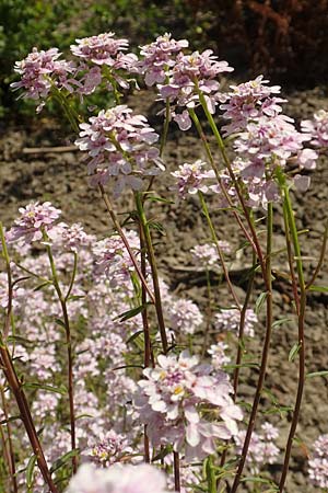 Iberis linifolia subsp. boppardensis \ Bopparder Schleifenblume, D Boppard 9.7.2018