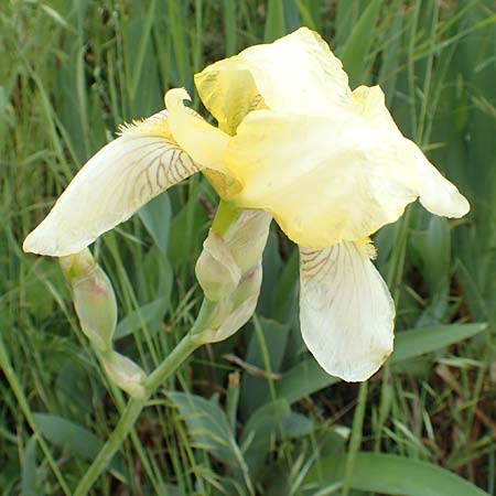 Iris flavescens / Lemonyellow Iris, D Seeheim an der Bergstra&szlig;e 12.5.2020