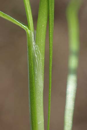 Isolepis fluitans \ Flutende Moorbinse, Flutende Schuppensimse / Swimming Scirpus, D Elmpt 6.9.2021