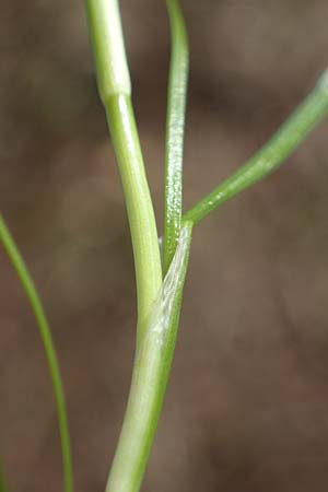 Isolepis fluitans \ Flutende Moorbinse, Flutende Schuppensimse / Swimming Scirpus, D Elmpt 6.9.2021