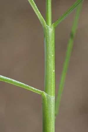 Isolepis fluitans \ Flutende Moorbinse, Flutende Schuppensimse / Swimming Scirpus, D Elmpt 6.9.2021