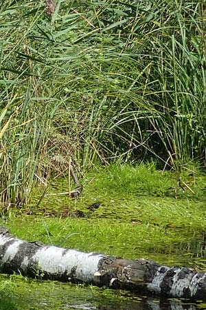 Isolepis fluitans \ Flutende Moorbinse, Flutende Schuppensimse / Swimming Scirpus, D Elmpt 6.9.2021