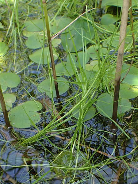 Isolepis fluitans \ Flutende Moorbinse, Flutende Schuppensimse / Swimming Scirpus, D Elmpt 6.9.2021