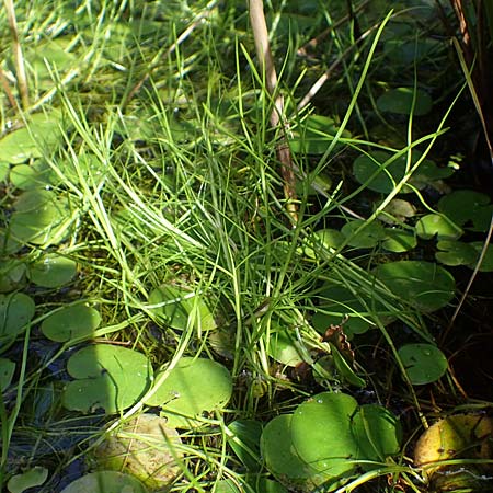 Isolepis fluitans \ Flutende Moorbinse, Flutende Schuppensimse / Swimming Scirpus, D Elmpt 6.9.2021