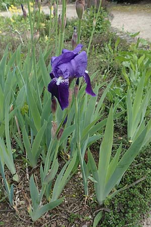 Iris germanica \ Deutsche Schwertlilie / German Iris, D Weinheim an der Bergstra&szlig;e, Botan. Gar.  Hermannshof 1.5.2016