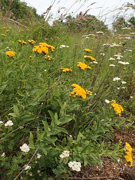 Pentanema germanicum / German Fleabane, D Gr&uuml;nstadt-Asselheim 16.6.2018