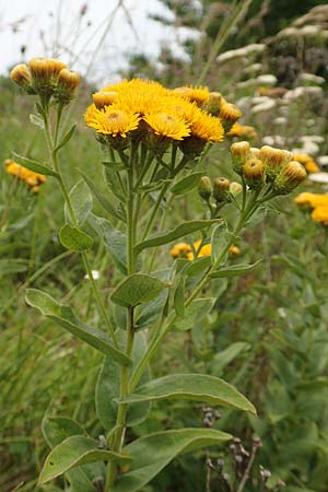 Pentanema germanicum / German Fleabane, D Gr&uuml;nstadt-Asselheim 16.6.2018