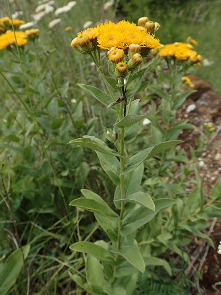 Pentanema germanicum / German Fleabane, D Gr&uuml;nstadt-Asselheim 16.6.2018