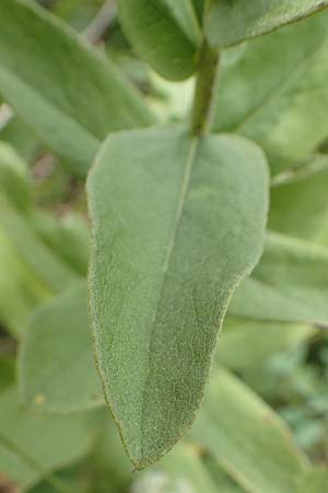 Pentanema germanicum / German Fleabane, D Gr&uuml;nstadt-Asselheim 16.6.2018
