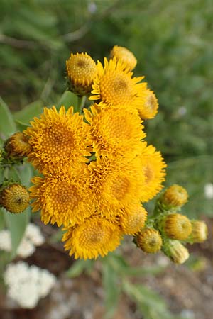 Pentanema germanicum / German Fleabane, D Gr&uuml;nstadt-Asselheim 16.6.2018