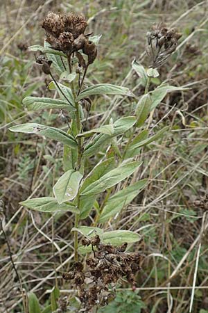 Pentanema germanicum / German Fleabane, D Gr&uuml;nstadt-Asselheim 9.9.2019