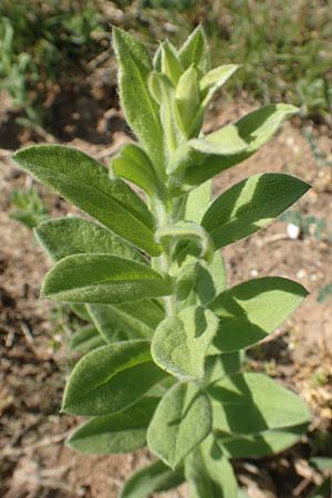 Pentanema germanicum / German Fleabane, D Gr&uuml;nstadt-Asselheim 26.4.2020