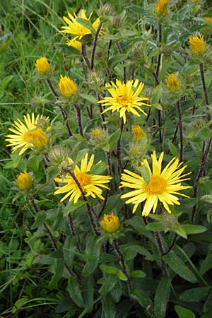 Pentanema hirtum / Hairy Fleabane, D Mosbach 4.6.2016