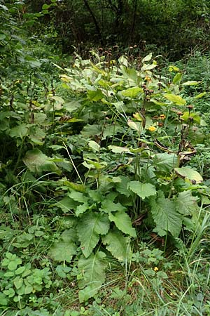 Telekia speciosa / Yellow Oxeye, D Odenwald, Brombachtal 3.9.2015
