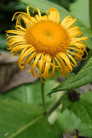 Telekia speciosa / Yellow Oxeye, D Odenwald, Brombachtal 3.9.2015