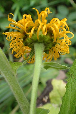 Telekia speciosa / Yellow Oxeye, D Odenwald, Brombachtal 3.9.2015