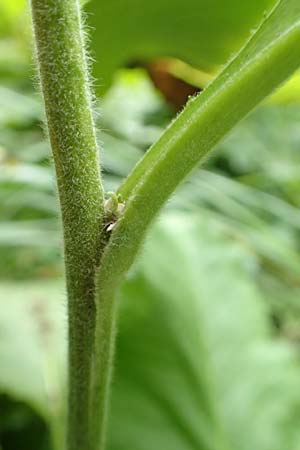 Telekia speciosa / Yellow Oxeye, D Odenwald, Brombachtal 3.9.2015